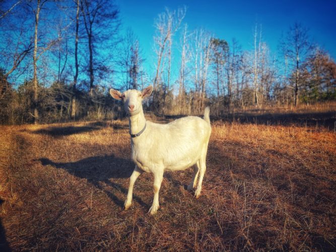 Join Today! National Experimental & Recorded Grade Dairy Goat Association
