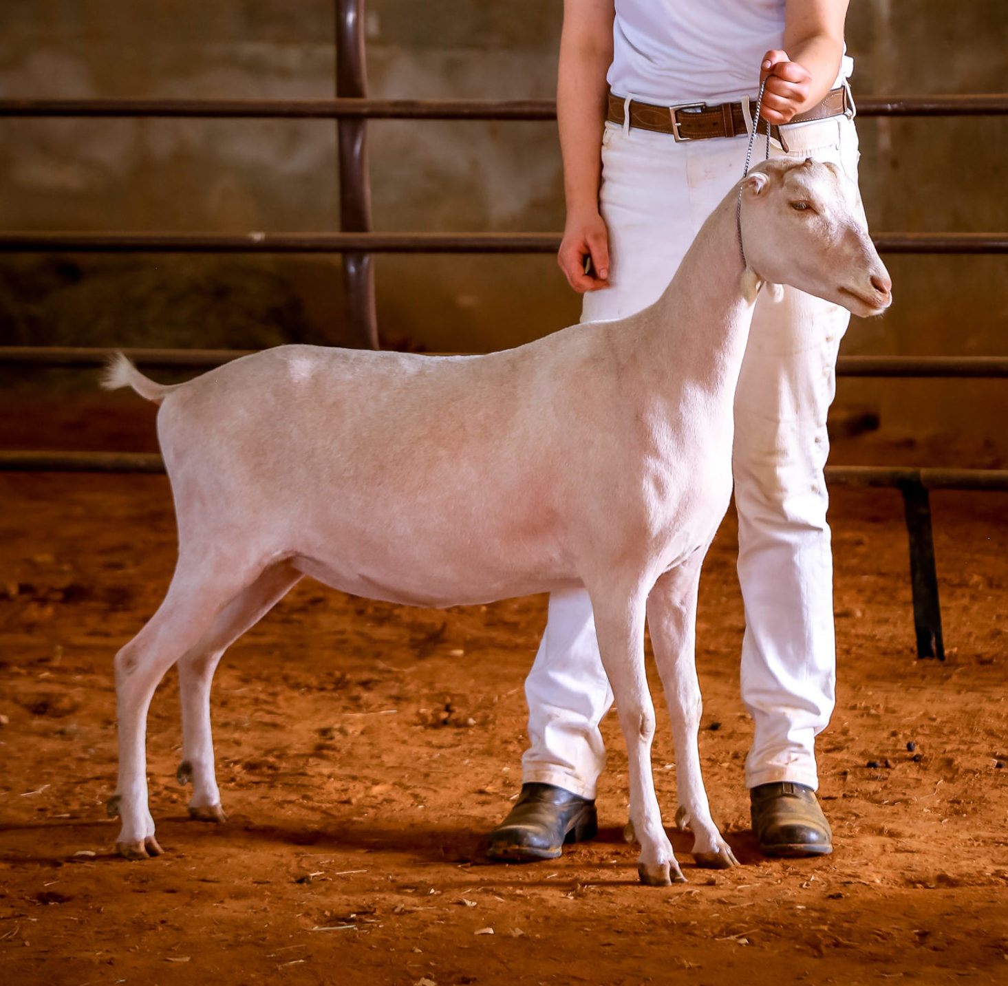 Recorded Grade AllAmerican Program National Experimental & Recorded Grade Dairy Goat Association