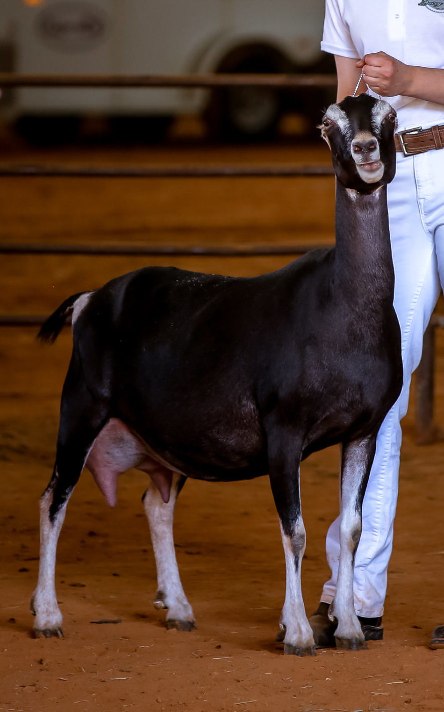 Recorded Grade AllAmerican Program National Experimental & Recorded Grade Dairy Goat Association